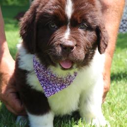 Cassie Purple collar - White and brown female Newfoundland puppy in Kimball Twp, Michigan from Pine River Newfoundlands