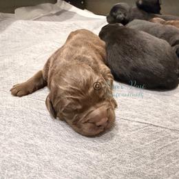 Eight - Brown male Newfoundland puppy in Tully, New York from Bear Paw Newfoundlands