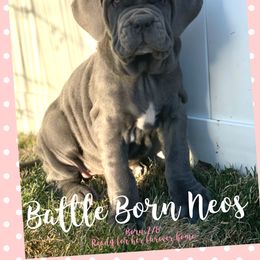 Neapolitan Mastiff puppies from Battle Born Neos