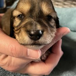 Charlie - Piebald male Dachshund puppy in Townsend, Montana from Rocky Mountain Wieners