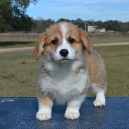 Nala - Red female Pembroke Welsh Corgi puppy in Edna, Texas from MG Corgis