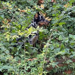 Beauceron and Doberman Pinscher Puppies from Elitehaus