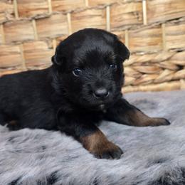 Spark Plug - Black tri male Miniature Australian Shepherd puppy in Paris, Texas from Blue Envy Mini Aussies