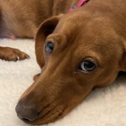Vienna - Dachshund