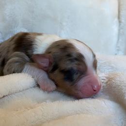 Banks AKC - Red merle male Australian Shepherd puppy in Polk City, Florida from Skaky Shepherds