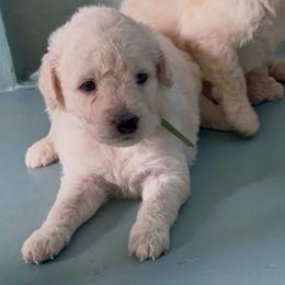 Mrs. Incredible - Cream female Goldendoodle puppy in Pensacola, Florida from Goldendoodles Love You in Pensacola Friend Edition