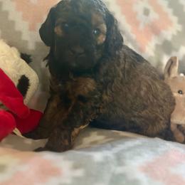 Franklin - Phantom male Goldendoodle puppy in Waynesboro, Virginia from Forest Creek Kennel