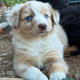 Zuma - Red merle female Miniature Australian Shepherd puppy in North Lakeport, California from Wild Rose Ranch