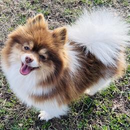 Lychee - Chocolate parti female Pomeranian puppy in Buck Valley, Pennsylvania from Buck Valley Pomeranians