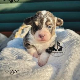 Bluie Sage Full Fluffy With A Tail - Blue female Pembroke Welsh Corgi puppy in Casper, Wyoming from Flying Note Shorties