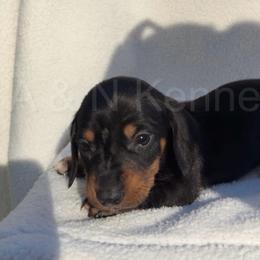 Boy 3 - Black and tan male Dachshund puppy in Brandon, Mississippi from A & N Kennels
