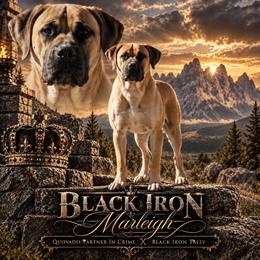 Marleigh - Boerboel