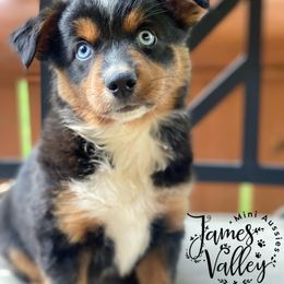 Wallen Boy - Black tri Miniature Australian Shepherd puppy in Missouri from James Valley Aussies