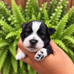 Flap'Jack' - Parti male Miniature Schnauzer puppy in Dorr, Michigan from Enchanted Paws