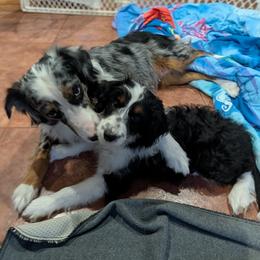 Aussiedoodle Puppies from Ridgeview Aussiedoodles