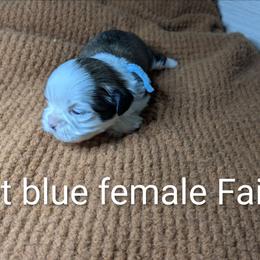 Lisa - Black gold and white female Shih Tzu puppy in Clyde, North Carolina from Shawgo Pups