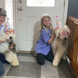 Old English Sheepdog Puppies from Heavinly Blessings Farm Pups - Old English Sheepdog Puppies