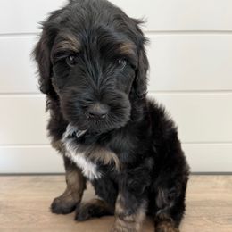 Hamilton - Phantom male Bernedoodle puppy in Garrettsville, Ohio from Sunset Family Farm