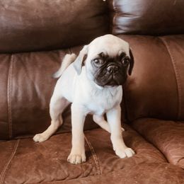 Gus - Yellow Collar - Fawn male Pug puppy in Hereford, Arizona from Broken Road Ranch Pugs