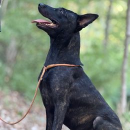 Astor - Gold brindle male Dutch Shepherd puppy in Lake City, Florida from Crosspointe Canines; Home of Karmic Doberman Pinschers & Stellar Dutch Shepherds