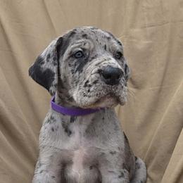 Purple Collar Girl - Merle female Great Dane puppy in Newport, Washington from Lakefront Danes