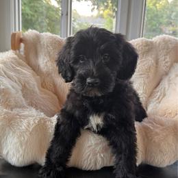 Bella - Black and white female Sheepadoodle puppy in North Royalton, Ohio from Johnson's Doodles