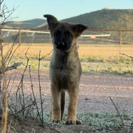 Gala - Sable female German Shepherd puppy in Beryl, Utah from Von Den Mächtigen Kennels