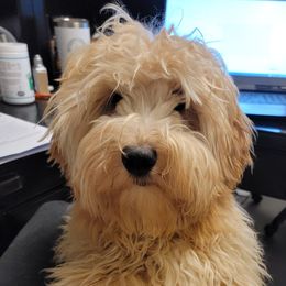 Poppy - Goldendoodle