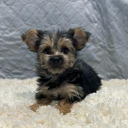 Bullet - Black & tan tri-color male Morkie puppy in Oakland, Kentucky from Imperial Dogs