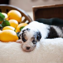 Australian Shepherd and German Shepherd Puppies from Trademark Kennels