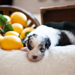 Australian Shepherd and German Shepherd Puppies from Trademark Kennels