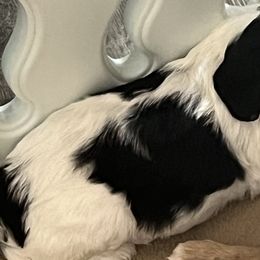 Cavapoos from Pensacola Blue Cavapoos