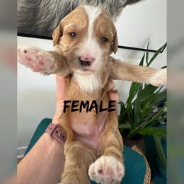 Girl 1 - Red  female Goldendoodle puppy in Glendale, Arizona from Follow Your Bliss Doodles