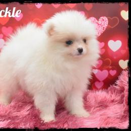 Crackle - Cream female Pomeranian puppy in Cleveland, Georgia from Precious Paw Pomeranians