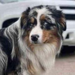 Australian Shepherds from Little Elder Creek Australian Shepherds