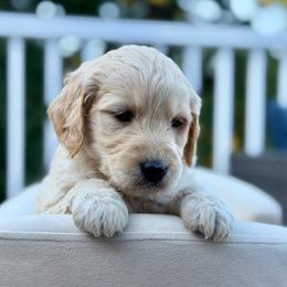 Kiki - Apricot female Goldendoodle puppy in Rainier, Oregon from Beaver Springs Puppies