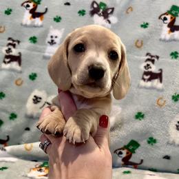 Dachshund, Pembroke Welsh Corgi, and Toy Australian Shepherd Puppies from Journey’s End CAD Farm