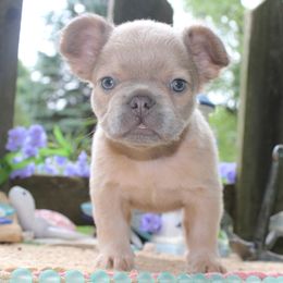 French Bulldog Puppies from Fren She Kisses