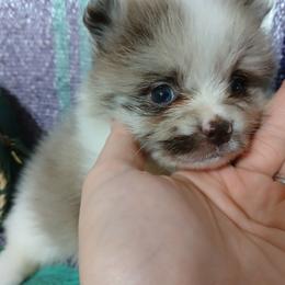 Belle - Chocolate merle female Pomeranian puppy in Ada, Oklahoma from Once Upon A Fluff