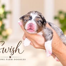 Swish - Blue merle male Bernedoodle puppy in Henry, Illinois from Rowe Farms Doodles