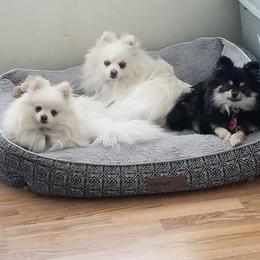Pomeranians from Lil Foxy Pomeranians