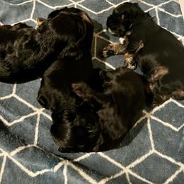 Boy 1 - Black white and tan male Cocker Spaniel puppy in Renton, Washington from Cam’s Cockers
