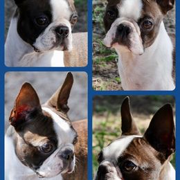 Boston Terrier All Grown Up from Azcowboyz Boston Terriers