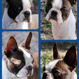 Boston Terrier All Grown Up from Azcowboyz Boston Terriers