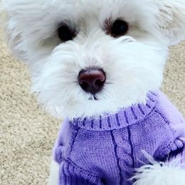 Poodles from Winsome Toy Poodles