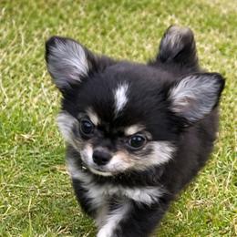 Chihuahua Puppies from Hart's Chihuahuas