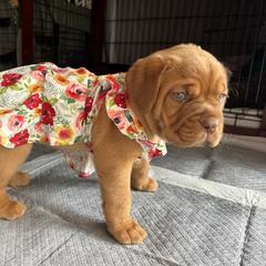 Dogue de Bordeaux Puppies from Rogue Bordeaux