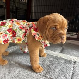 Dogue de Bordeaux Puppies from Rogue Bordeaux