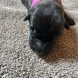 Pink - Fawn sable female Belgian Malinois puppy in Saint Amant, Louisiana from Mercy Kennels
