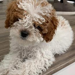 Skyy - Cavapoo